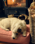 The Scotney Luxury Dog Bed - Small